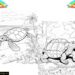 kaplumbaga boyama pdf 10